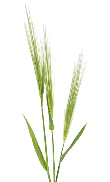 大麦、白い背景の上の緑の耳 — ストック写真