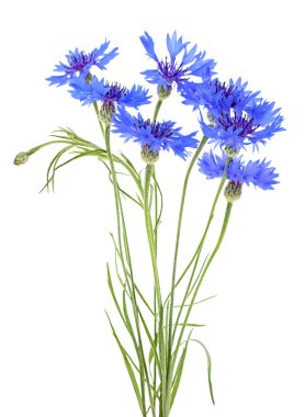 Beyaz bir arka plan üzerinde izole mavi cornflowers Buket