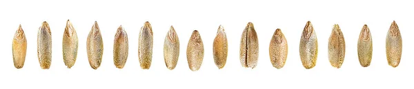 一组黑麦谷粒 在白色背景上隔离的黑麦颗粒， — 图库照片