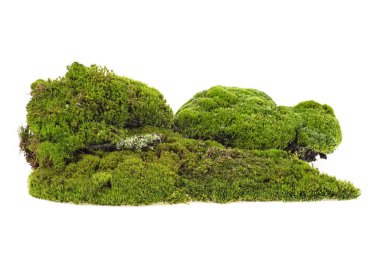 Yeşil yosun beyaz arka planda izole edilmiş. Yosunlu tepe.