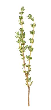 Beyaz arka planda izole edilmiş taze kekik filizleri, baharat. Üst vi