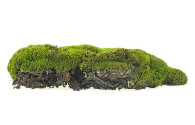 Beyaz arkaplanda yosun yeşili izole