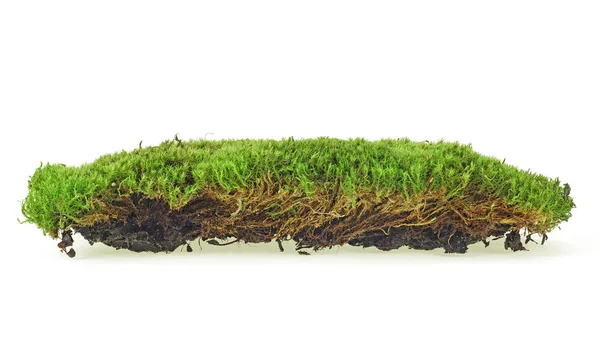 Зелений лісовий мох ізольований на білому тлі, крупним планом . — стокове фото