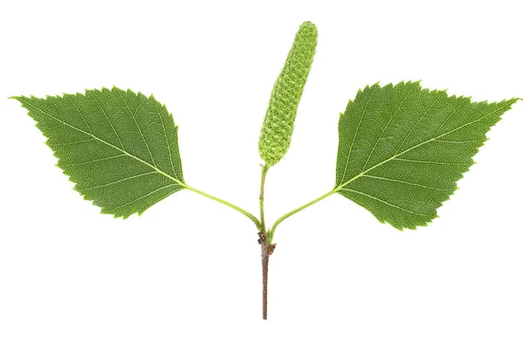 Grön Björk knopp och blad isolerad på vit bakgrund — Stockfoto