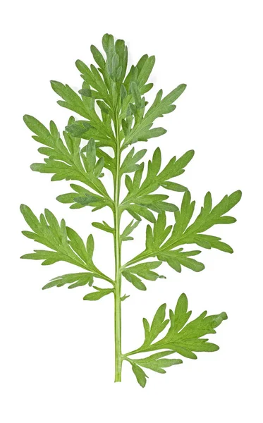 萨吉布鲁什小枝-在白色背胶上的药用虫木枝 — 图库照片
