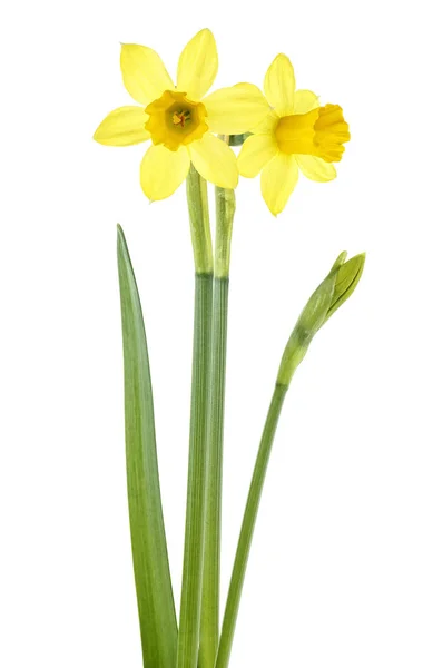 Narcissus bloemen geïsoleerd op een witte achtergrond — Stockfoto