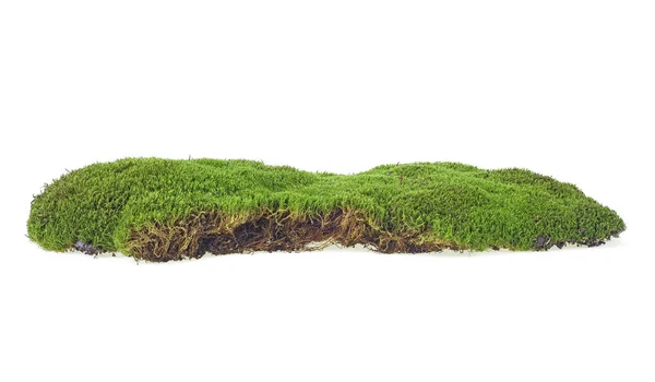 在白色背景查出的湿绿色苔藓 — 图库照片