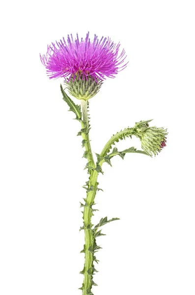 Flor de cardo de leite no caule isolado em um fundo branco — Fotografia de Stock