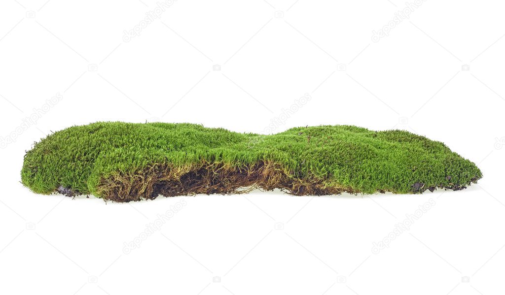 Wet green moss isolated on white background