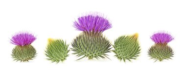 Süt devedikeni çiçek tomurcukları beyaz bir arkaplanda izole