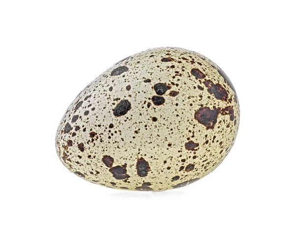 One quail egg isolated on a white background — Stock Photo, Image