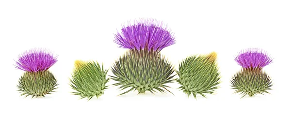 Milk thistle flower buds isolated on a white background — Stock Photo, Image