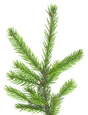 Beyaz arka planda izole edilmiş bir Noel ağacı dalı. Firavun dalı.
