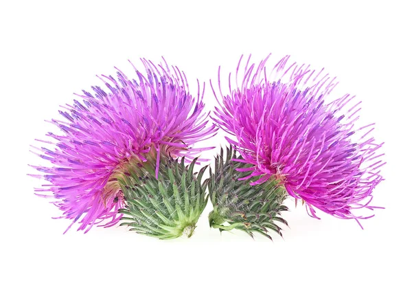 Δύο Άνθη Του Φυτού Milk Thistle Απομονωμένα Λευκό Φόντο Έννοια — Φωτογραφία Αρχείου