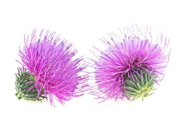 Süt dikeni bitkisinin iki çiçeği beyaz bir arka planda izole edilmiş. Alternatif tıp konsepti.