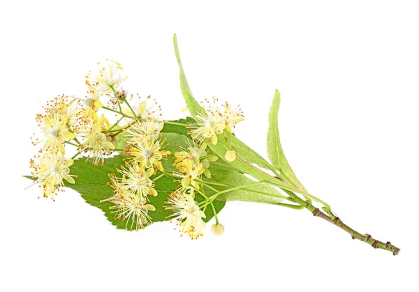 Flores Tilo Con Hoja Aislada Sobre Fondo Blanco — Foto de Stock