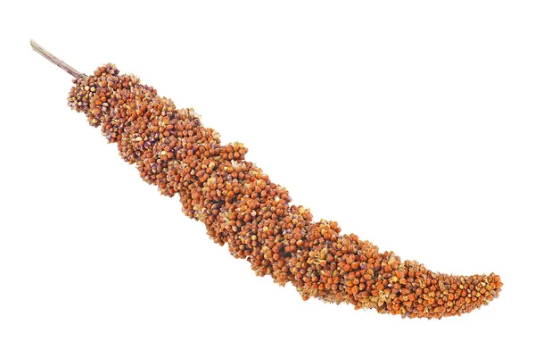 白を基調とした赤キビの小枝 赤粟の種 — ストック写真