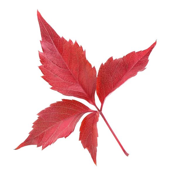 Herbst Rotes Blatt Blatt Der Wilden Traube Isoliert Auf Weißem — Stockfoto