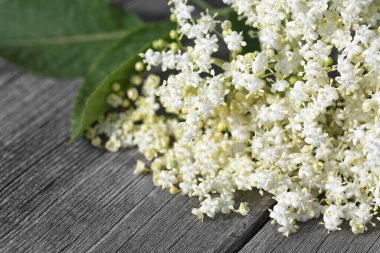 Ahşap bir arka planda Mürver çiçekleri. Çiçekler, yaşlı çiçekler. Makro. Seçici odak.