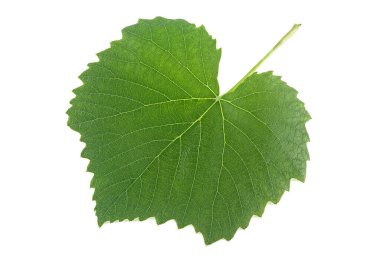 Beyaz arkaplanda yeşil üzüm yaprağı izole