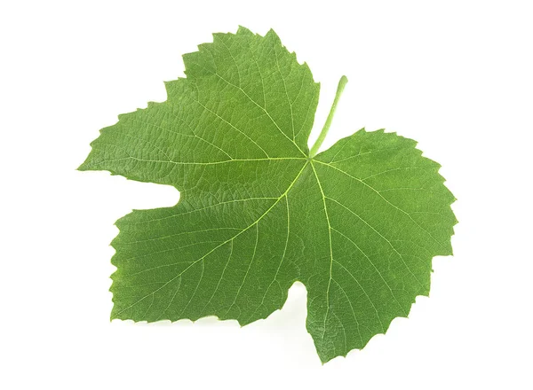 Grape Färska Blad Isolerad Vit Bakgrund Närbild — Stockfoto