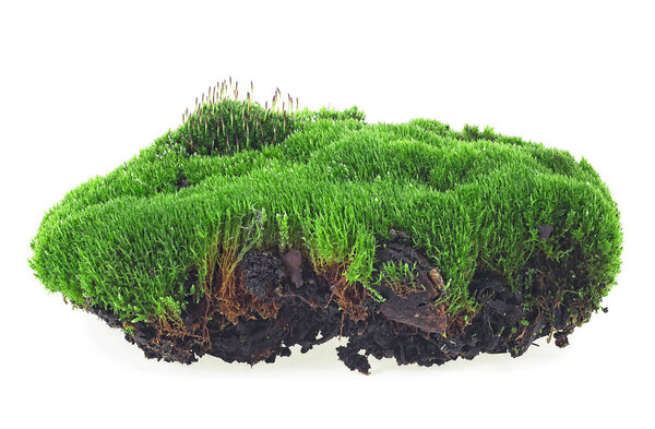 Green moss isolated on a white background. Moss on soil.