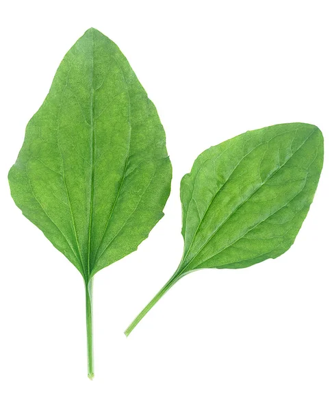 Φύλλα Φυτών Φαρμακευτικών Φυτών Που Απομονώνονται Λευκό Φόντο Ταγματάρχης Plantago — Φωτογραφία Αρχείου