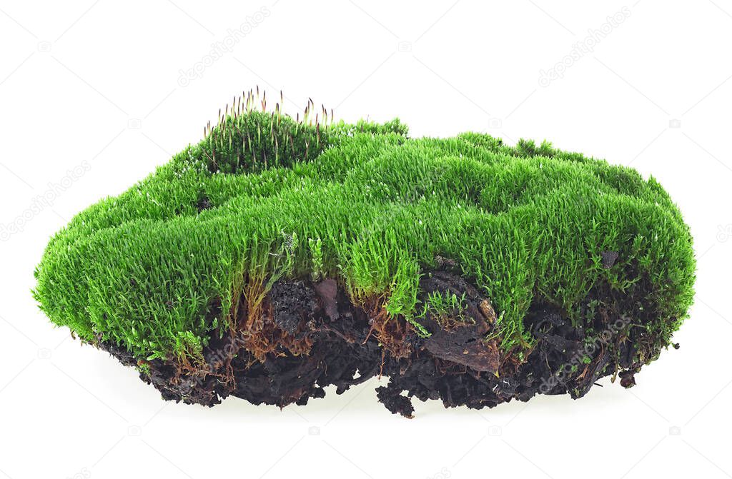 Green moss isolated on a white background. Moss on soil.