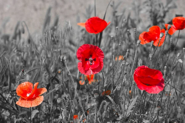 Beautiful Poppies Black White Background Flowers Red Poppies Blossom Wild — Stock Photo, Image