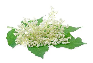 Beyaz bir arka planda yaprakları izole, yaşlı böğürtlen dalları. Sambucus Çiçeği.