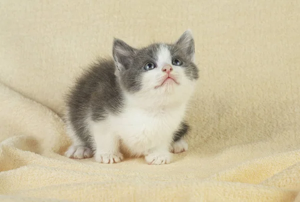 Little kitten is sitting on the bed. Cute little kitten. Little gray kitten.