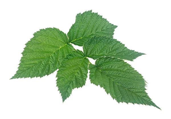 Branche Framboise Aux Feuilles Vertes Isolées Sur Fond Blanc — Photo