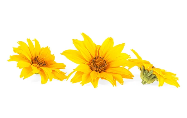白い背景に孤立した3つの黄色の花 — ストック写真