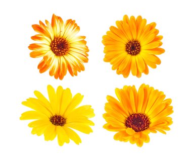 Calendula officinalis. Beyaz arka planda güzel sarı kadife çiçekleri..