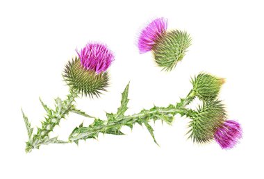 Süt devedikeni çiçeği beyaz bir arkaplanda izole edilmiş. Üst görünüm.