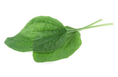 Geniş yapraklı muz yaprakları beyaz arka planda izole edilmiş. Bitki uzmanı. Daha büyük bir muz. Şifalı bitkiler..