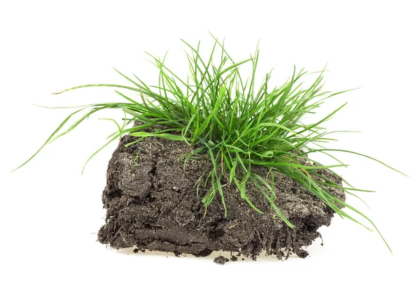 Green Grass Soil Isolated White Background — Stock Photo, Image