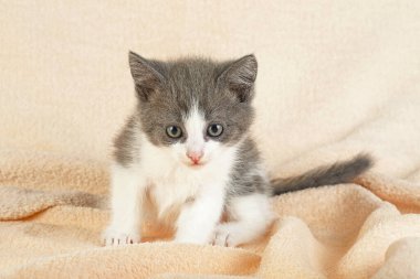 Battaniyedeki komik gri kedi yavrusu. Gri kedi.