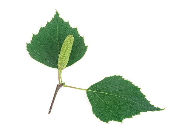 緑バーチ芽と白い背景で隔離の葉 — ストック写真