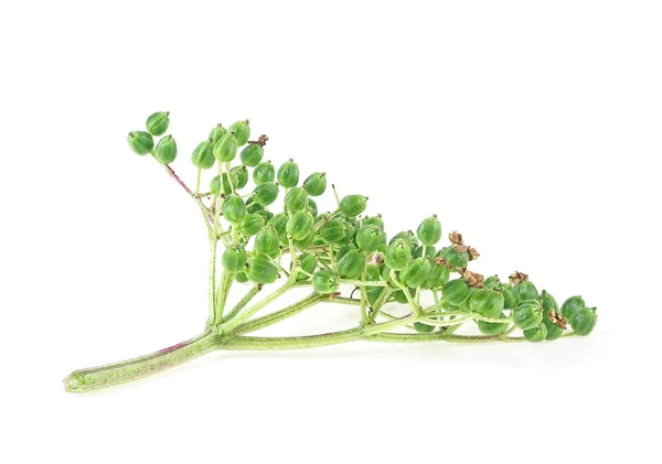 Зеленое Растение Бузины Изолировано Белом Фоне — стоковое фото