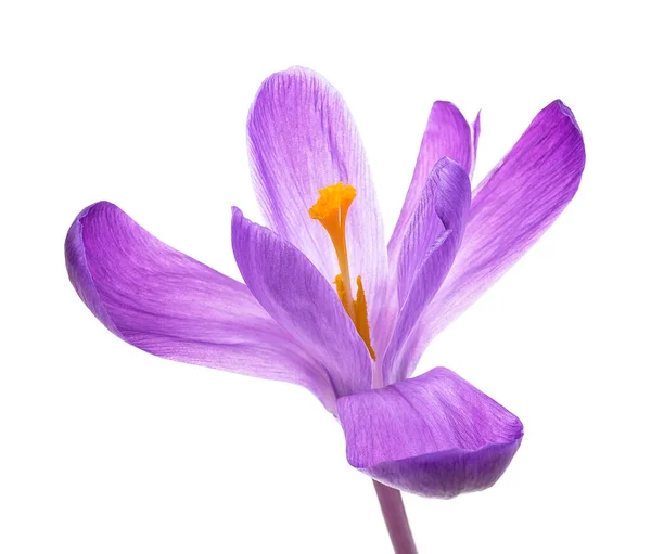 Krokus Blomma Isolerad Vit Bakgrund Färska Våren Blommor — Stockfoto