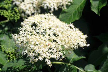 Avrupa siyah mürver çiçekleri. Mürver çiçeği. Mürver çiçekleri. Bahçedeki yaşlı çiçek..