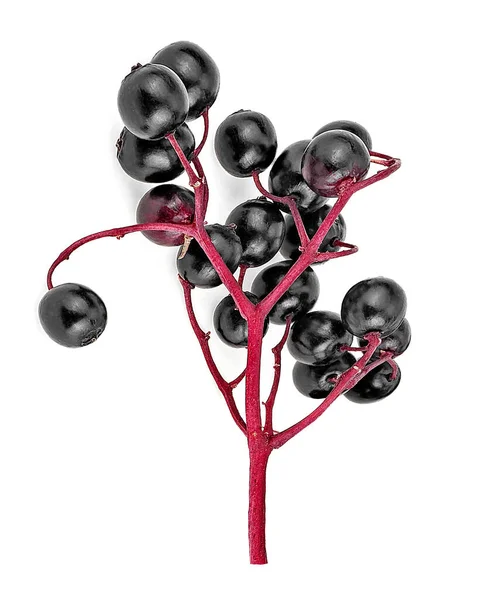 Beyaz Arka Planda Siyah Elderberry Meyvesinin Taze Dalı Üst Manzara — Stok fotoğraf