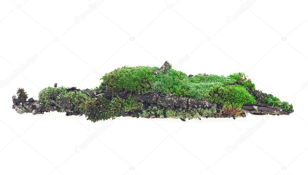 Green moss on soil isolated on a white background. Green moss on rotten branch. Wet moss.