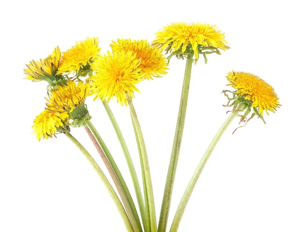 Yellow dandelion flowers isolated on a white background. Dandelion bouquet.