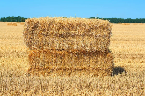 Heuballen Heuhaufen Die Sommer Auf Einem Feld Geerntet Werden Landwirtschaftssymbol — Stockfoto