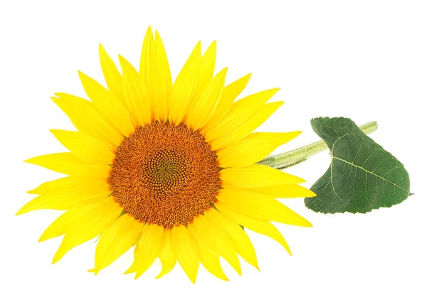 Tournesol Avec Feuilles Isolées Sur Fond Blanc — Photo