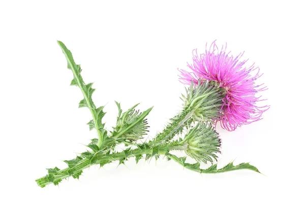 Melk Distel Bloemen Geïsoleerd Een Witte Achtergrond Carduus Crispus — Stockfoto