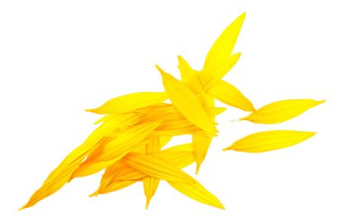 Beyaz arka planda izole edilmiş ayçiçeği yaprakları. Sarı yapraklar.