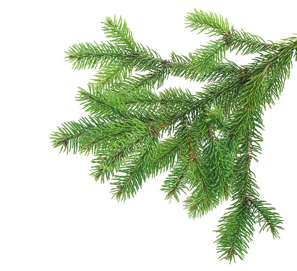 松の木の枝は白い背景に孤立している 常緑樹枝 — ストック写真